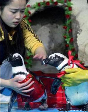Gay Penguins Married in China